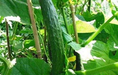 琼润老师吃瓜  第1张