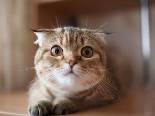 猫猫吃瓜南瓜,南瓜瓜果大餐  第1张