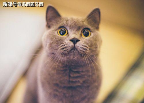 猫猫吃瓜南瓜,南瓜瓜果大餐  第2张