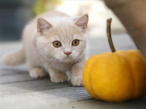 猫猫吃瓜南瓜,南瓜瓜果大餐  第3张