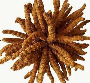 带你吃瓜巨型冬虫夏草,带你领略巨型冬虫夏草的神奇魅力  第1张