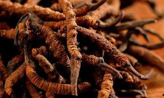 带你吃瓜巨型冬虫夏草,带你领略巨型冬虫夏草的神奇魅力  第2张