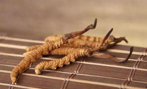 带你吃瓜巨型冬虫夏草,带你领略巨型冬虫夏草的神奇魅力  第3张