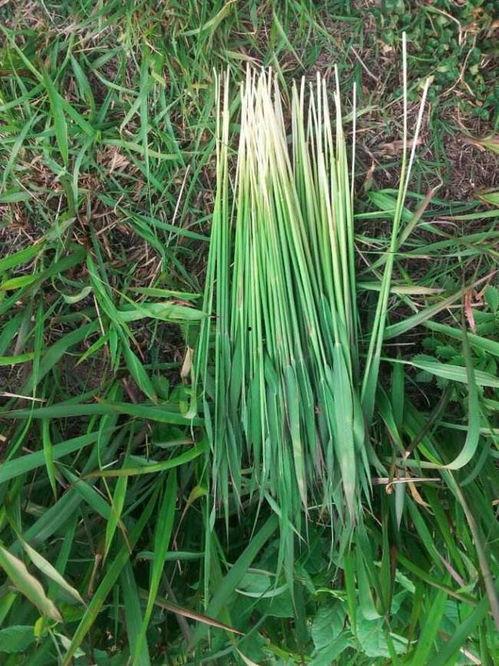 吃瓜草根图片高清,吃瓜草根的神秘世界  第1张