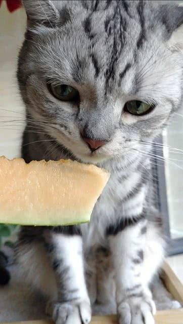 吃瓜猫喵喵 第3张 吃瓜猫喵喵 第3张