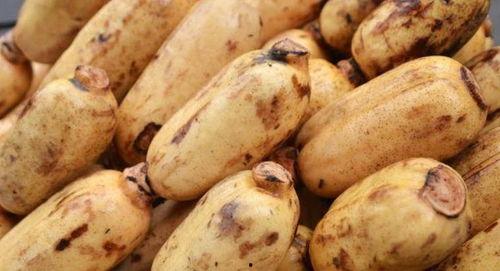 安陆吃孔瓜,孔瓜的独特魅力  第1张