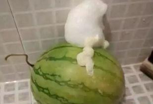 每天吃瓜吃吐了  第1张