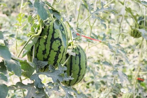 吃瓜培育 第2张 吃瓜培育 第2张