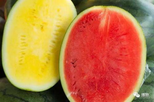 吃瓜培育 第3张 吃瓜培育 第3张