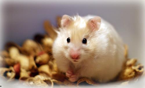 仓鼠可以吃瓜花生吗  第1张