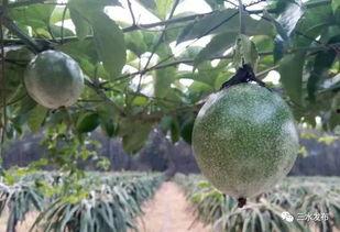 芭乐吃瓜  第1张