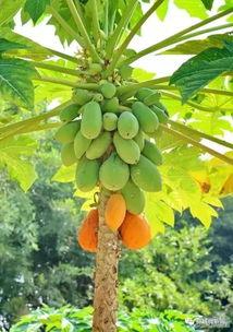 芭乐吃瓜  第3张