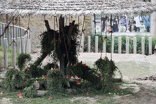 犀牛如何吃瓜,揭秘它们独特的饮食习惯