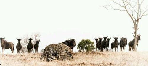 犀牛如何吃瓜,揭秘它们独特的饮食习惯  第3张