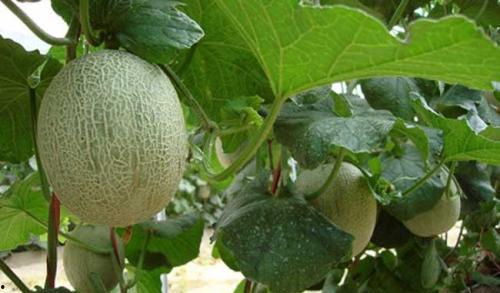 哈密瓜晚上吃的,哈密瓜美食之旅