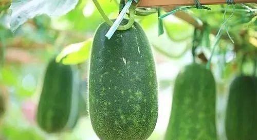 春吃芽夏吃瓜,春芽夏瓜，顺应时节养生之道