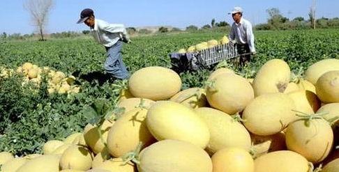 春天吃哈密瓜,哈密瓜的甜蜜诱惑  第3张