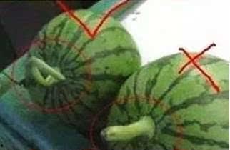 mars蛋仔吃瓜,蛋仔吃瓜的奇妙火星之旅  第2张