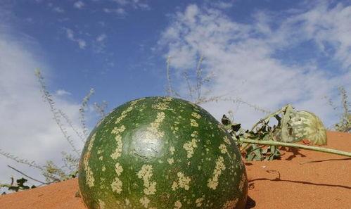 吃瓜能改变世界吗,揭秘吃瓜如何改变世界  第3张