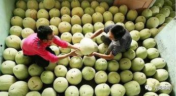 孕妇可以吃三白瓜  第2张