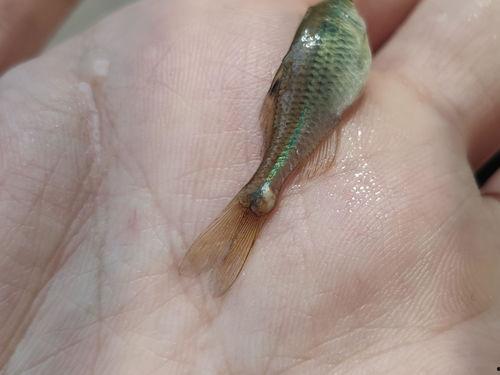 吃小瓜虫的虾,探寻吃小瓜虫虾的独特风味  第1张