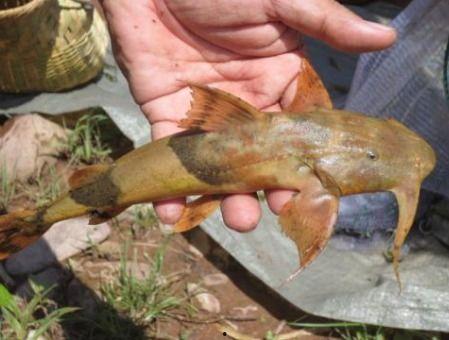 吃瓜少女鱼  第2张