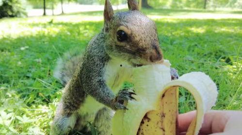 松鼠吃红瓜视频,红瓜盛宴大揭秘