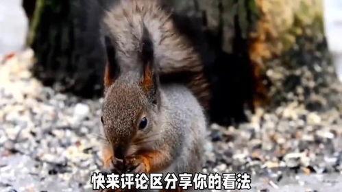 松鼠吃红瓜视频,红瓜盛宴大揭秘  第2张