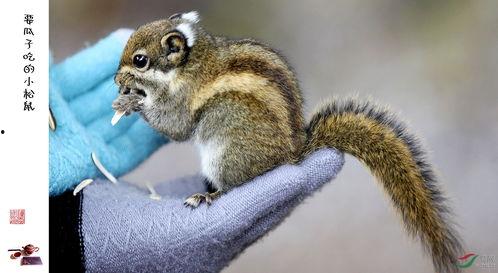 松鼠吃红瓜视频,红瓜盛宴大揭秘  第3张